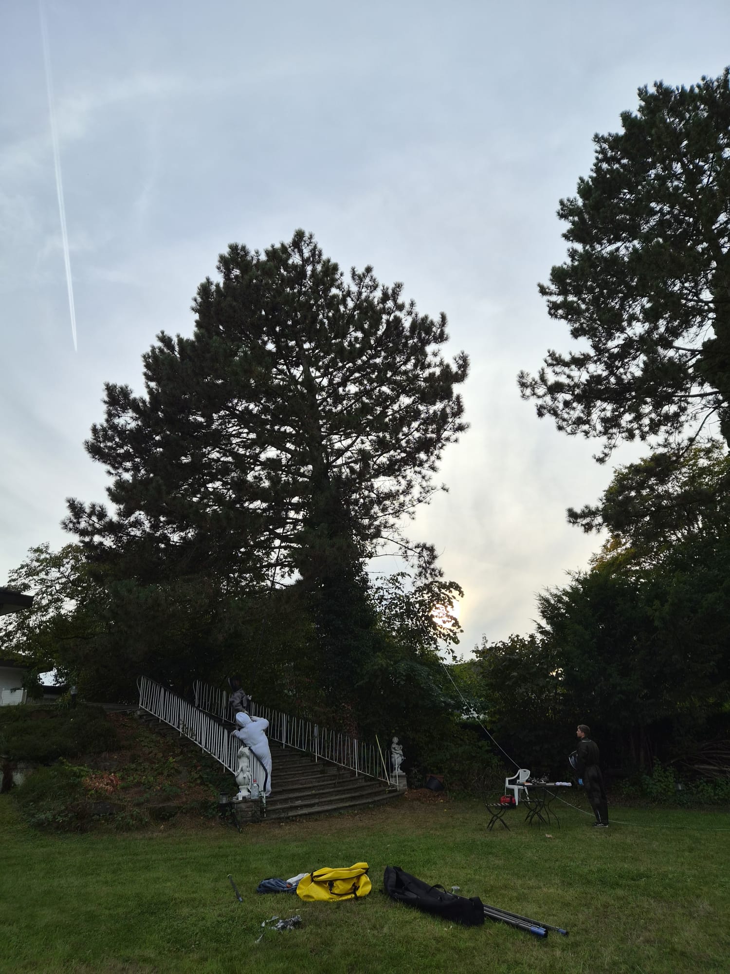 Entfernung eines Hornissennests aus einer hohen Kiefer am Abend