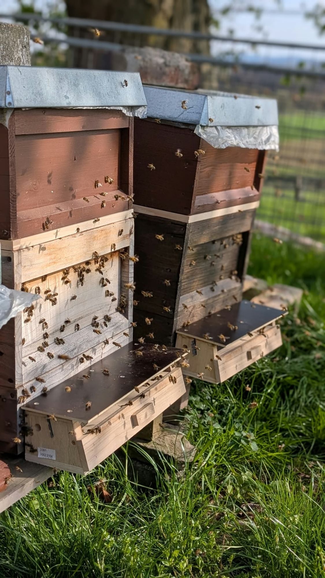 Zwei Bienenbeuten mit regem Flugbetrieb an einem sonnigen Tag