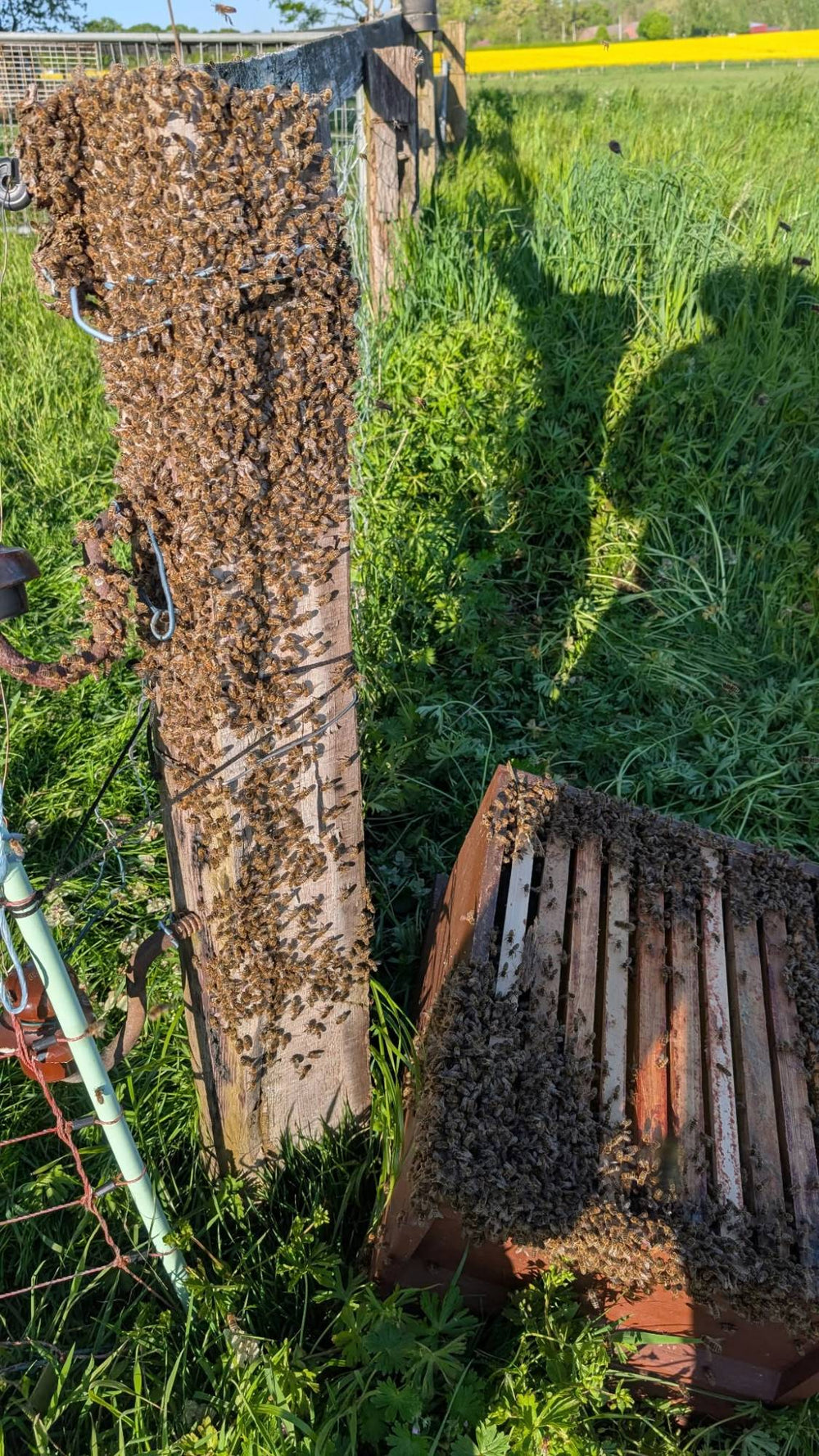 Ein Bienenschwarm sitzt an einem Zaunpfahl neben der Beute, im Hintergrund blüht der Raps