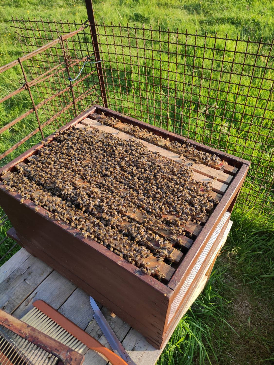 Geöffneter Bienenstock voller Honigbienen in Dortmund