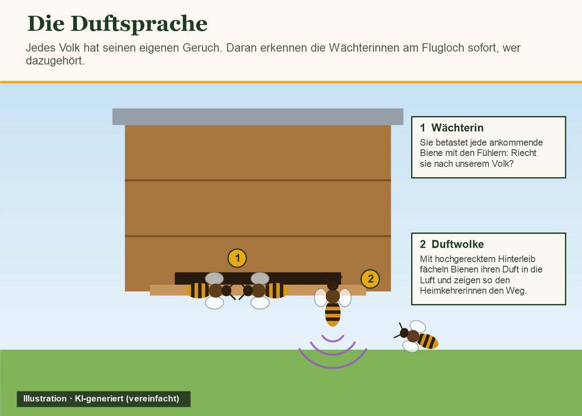 Illustration (KI-generiert): Wächterinnen prüfen am Flugloch den Duft, eine Biene fächelt Duft für die Heimkehrerinnen