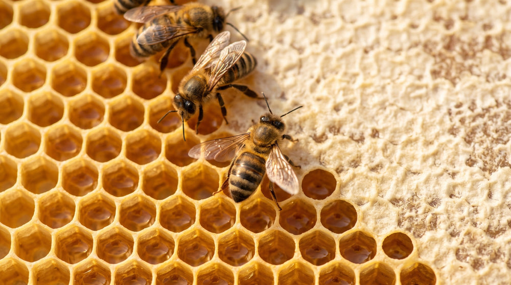 Bienen auf einer Wabe: offene Zellen mit Honig und Zellen mit Wachsdeckel