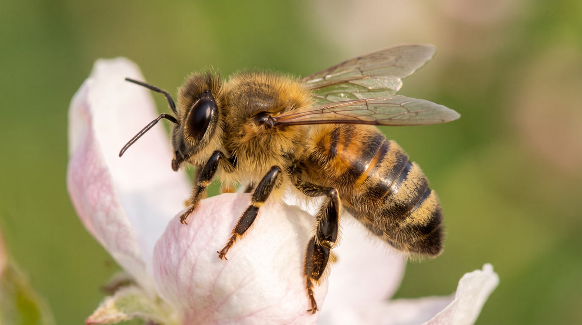 KI-generiertes Bild: Honigbiene in Seitenansicht auf einer Apfelblüte, gut zu sehen sind Kopf, Brust, Hinterleib, Fühler, Augen und Flügel