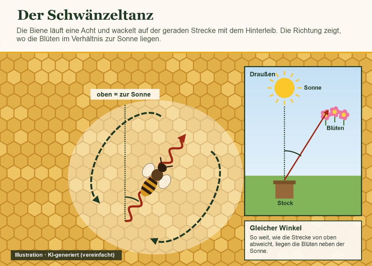 Illustration (KI-generiert): Schwänzeltanz als Acht auf der Wabe, der Winkel zur Senkrechten zeigt die Richtung der Blüten zur Sonne