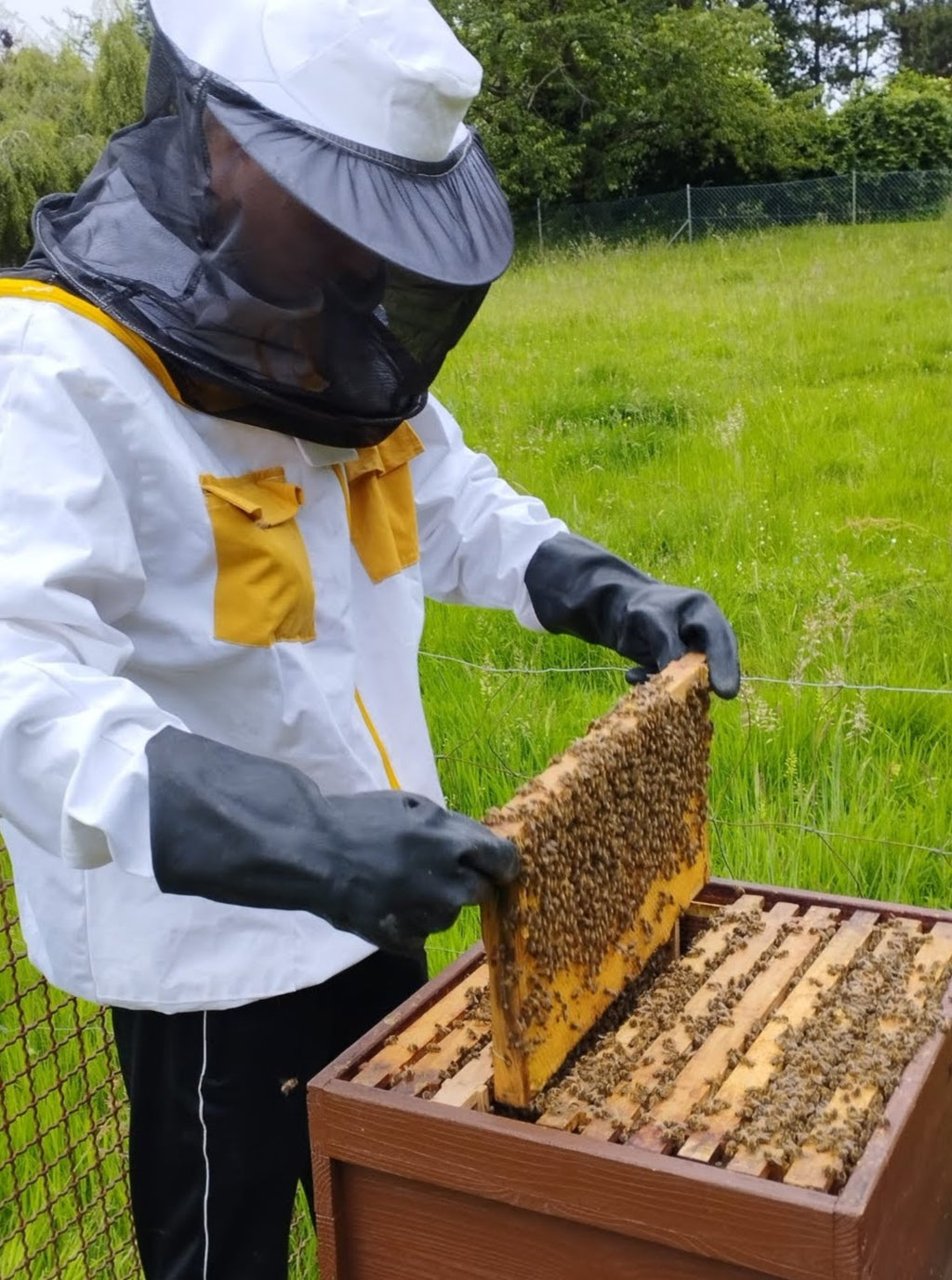 Am Bienenstand der Imkerei Harde: ein Rähmchen voller Bienen wird aus der Beute gezogen