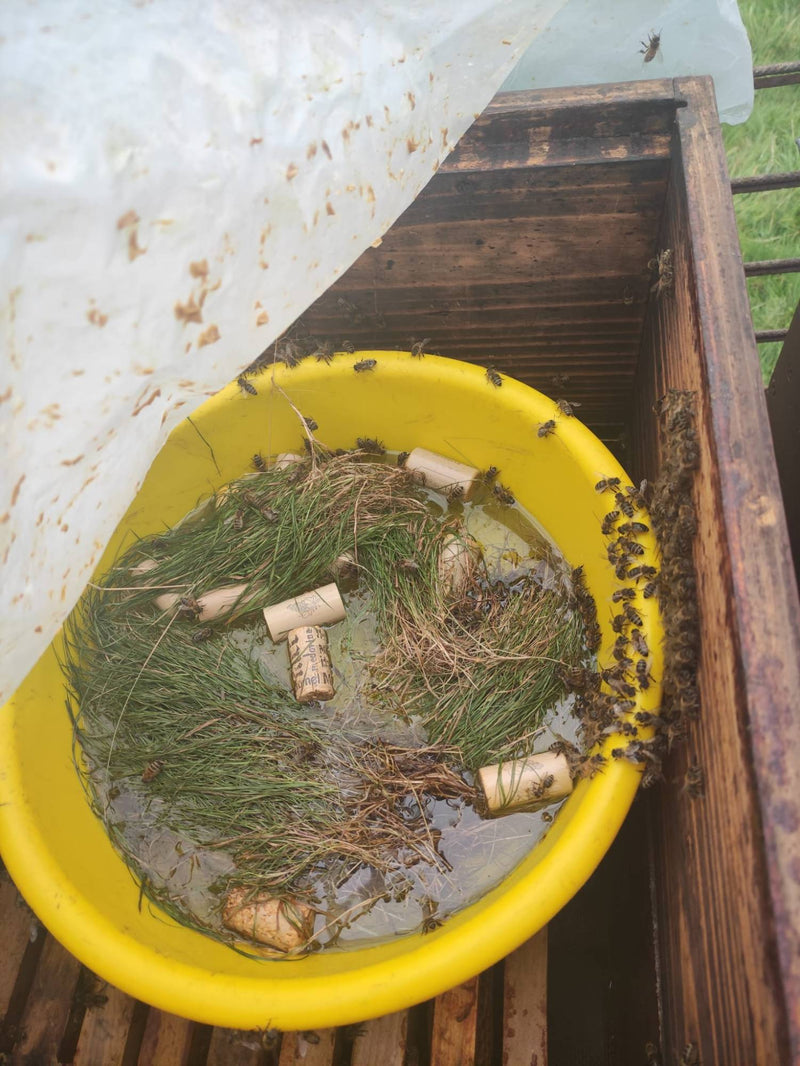 Futterschale mit Zuckersirup im Bienenvolk, Bienen holen sich ihren Wintervorrat