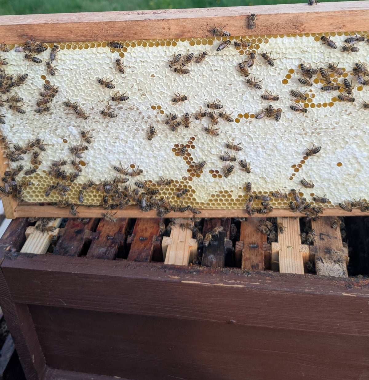 Verdeckelte Honigwabe mit Bienen, frisch aus dem Stock gezogen