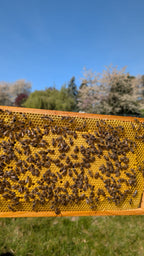 Wabe voller Bienen aus der Imkerei Harde